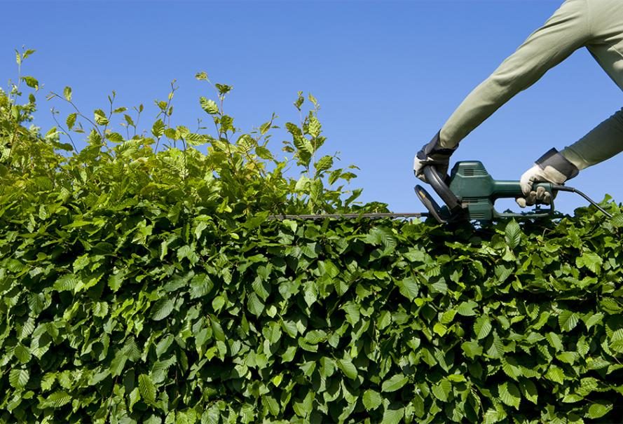 Taille de haies à domicile, service jardinage autour de tignieu, aide jardinage secteur tignieu et alentours, charvieu chavagneux, jameyzieu, pont de cheruy, chavanoz, villette d'anthon, anthon, jardinier à domicile Tignieu et environs, entretien jardin CESU tignieu et alentours, tonte pelouse,Taille de haies à domicile tignieu